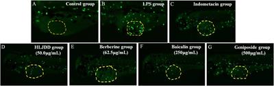 Anti-inflammatory and Regulatory Effects of Huanglian Jiedu Decoction on Lipid Homeostasis and the TLR4/MyD88 Signaling Pathway in LPS-Induced Zebrafish